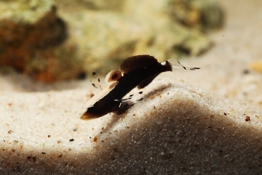 Whitecap or Dancer Shrimp goby (Lotilia klausewitzi) in Nano aquarium