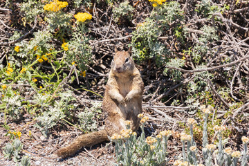 Squirrel sitting yellow flowering bush