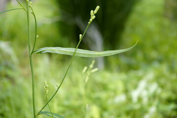 꽃들과 나뭇잎 열매 풍경입니다