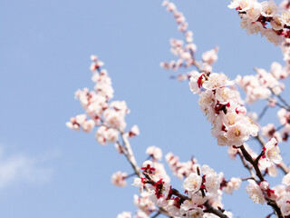 Plum blossoms and blue sky