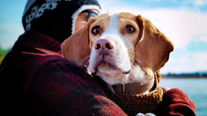 portrait of a cute beagle being held by a a man, 16:9 widescreen wallpaper / backdrop image with text space