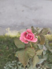 Pink Rose 