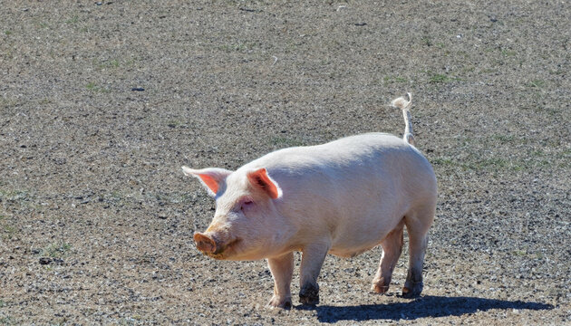 animales de granja