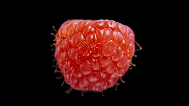The isolated red raspberry rotates on a black background, looped.