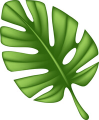 monstera leaves. illustration on transparent, png . Monstera plant leaves, the tropical evergreen vine