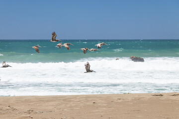 Pelicans flying over the ocean