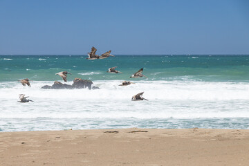 Pelicans flying over the ocean