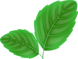 Mint leaf icon . Realistic bright green leaf of fresh mint icon. Environment, nature, botany. on transparent, png.
