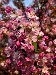 blooming apple tree in china in spring