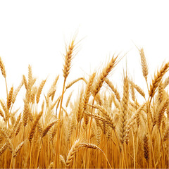 wheat field isolated