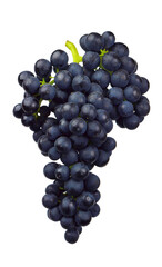 Cluster of grape. Bunch of grapes. Wine grapes.  grapes red, dark blue. Table grapes. fresh grapes on transparent, png