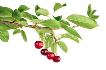 branch with cherries isolated on transparent, png. Fresh cherry with cherry leaf. Gardening concept. Ripe cherries