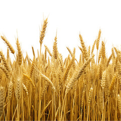 wheat field isolated
