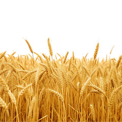 Fototapeta premium wheat field isolated