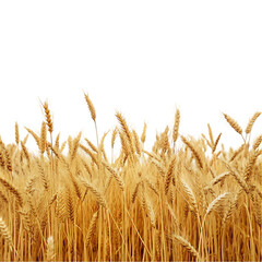 Fototapeta premium wheat field isolated