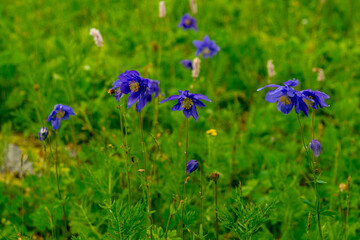 A blooming Siberian columbine (Aquilegia glandulosa) in a summer mountain meadow. Wild flowers