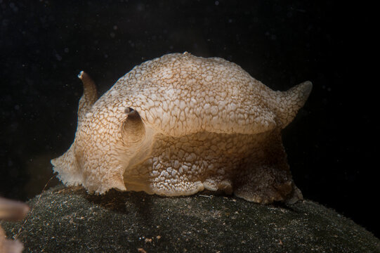Sea slug, Opisthobranch mollusc, Pleurobranchaea meckeli Asinara Island, Sardinia, Italy
