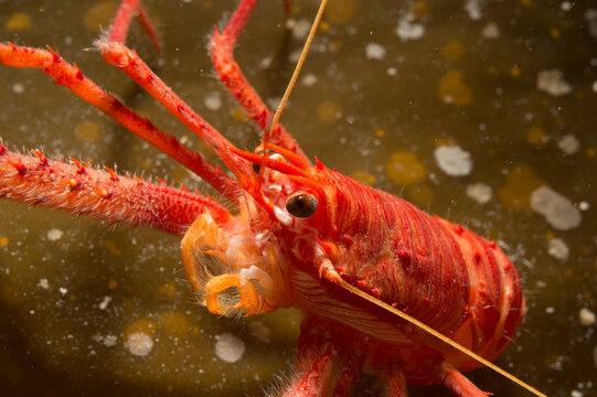 Long-clawed Squat Lobster (Munida rugosa) adult, in sea. Asinara Island, Alghero, Capo Caccia, Sardinia ,italy