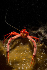 Long-clawed Squat Lobster (Munida rugosa) adult, in sea. Asinara Island, Alghero, Capo Caccia, Sardinia ,italy