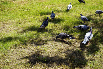 비둘기 풍경입니다