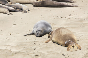 Elephant seals laying on a sand beach
