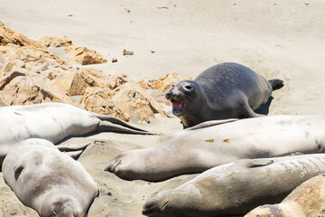 Elephant seals laying on a sand beach
