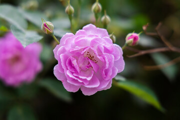 The beautiful roses are in full bloom