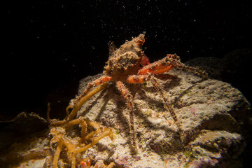  Majoid Crab well camouflaged, Herbstia condyliata,, Alghero, Capo Caccia, Sardinia, Italy