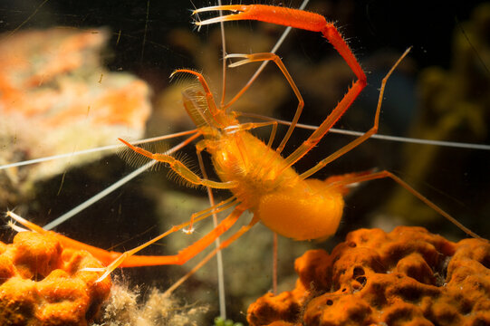 Boxer shrimp, Stenopus spinosus, Crustacea, Decapoda. Gambero meccanico (Stenopus spinosus).