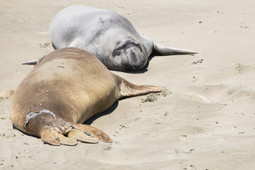 Northern Elephant seals laying on a sand beach