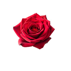 red rose flower isolated.