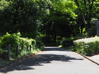 北の丸公園の散歩道