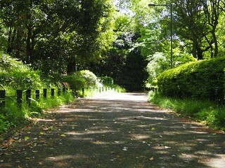 北の丸公園の散歩道