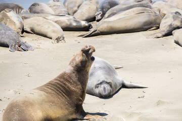 Northern Elephant seals laying on a sand beach