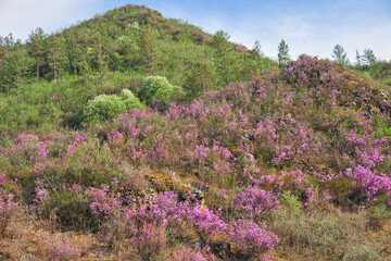 Mountain slopes covered with blooming Rhododendron dauricum bushes with flowers in Altai mountains.