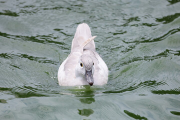 the small white duck is swimming and rest at river