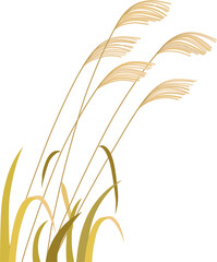 illustration of reed