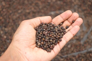 Black peppercorns held in the hand with pile drying in the background. Dry black pepper seed that...