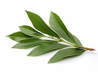 Close-up of bay leaves on white background, vitamin and health concept. Generative AI. - obrazy, fototapety, plakaty