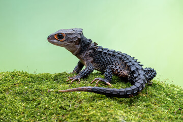 Obraz premium Red-eyed Crocodile Skink (Tribolonotus gracilis) endemic to Papua and New Guinea. The species is lives in tropical rainforest habitat. 