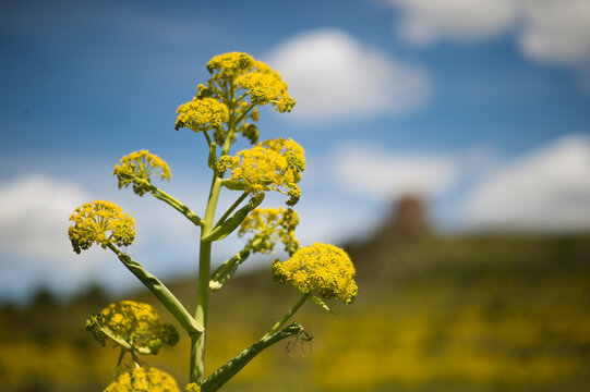 Giant Fennel - Ferula communis; on background Nuraghe Santa Barbara Macomer. Nuoro. Sardinia. Italy