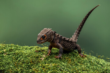 Red-eyed Crocodile Skink (Tribolonotus gracilis) endemic to Papua and New Guinea. The species is...