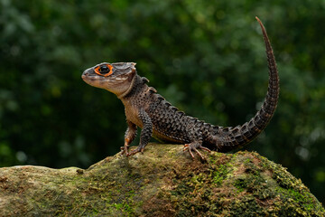Red-eyed Crocodile Skink (Tribolonotus gracilis) endemic to Papua and New Guinea. The species is lives in tropical rainforest habitat. 