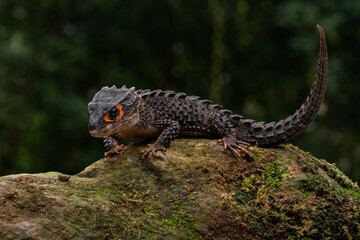 Red-eyed Crocodile Skink (Tribolonotus gracilis) endemic to Papua and New Guinea. The species is lives in tropical rainforest habitat. 