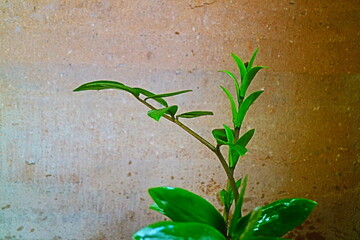 plant growing in a wall