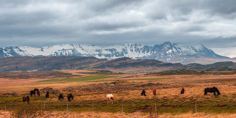 Scenic landscape of mountains, meadow and horses grazing in Iceland countryside.