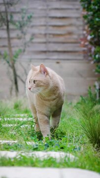 Vertical video of beautiful pet cat walking inside garden.