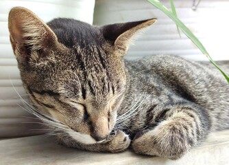 A cute stray cat is sleeping soundly on a wall in the neighborhood.