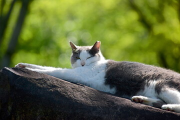 熊本　熊本城　猫