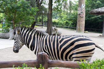 Zebra in Zoo